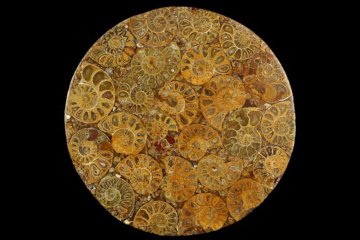 Composite Plate Of Agatized Ammonite Fossils #130586